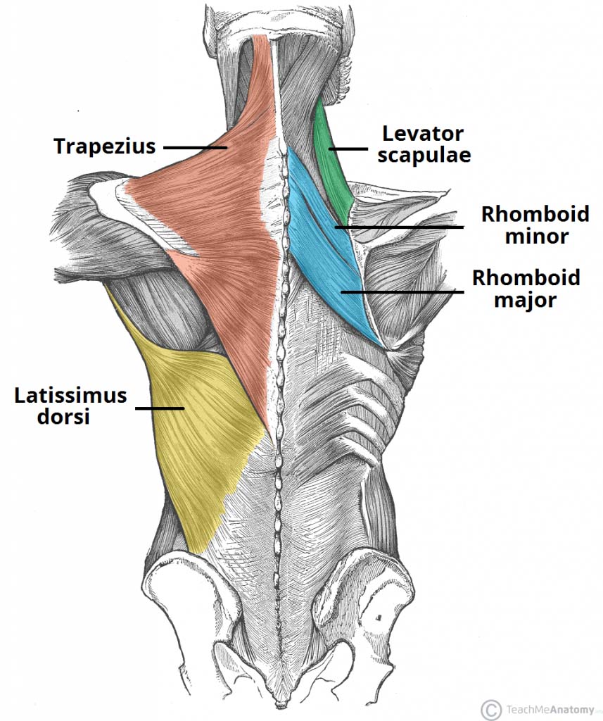 spine muscle anatomy