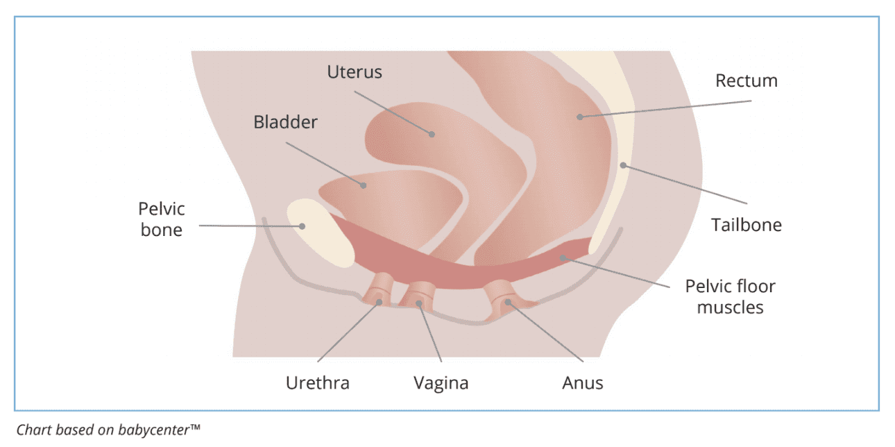 pelvic floor anatomy 